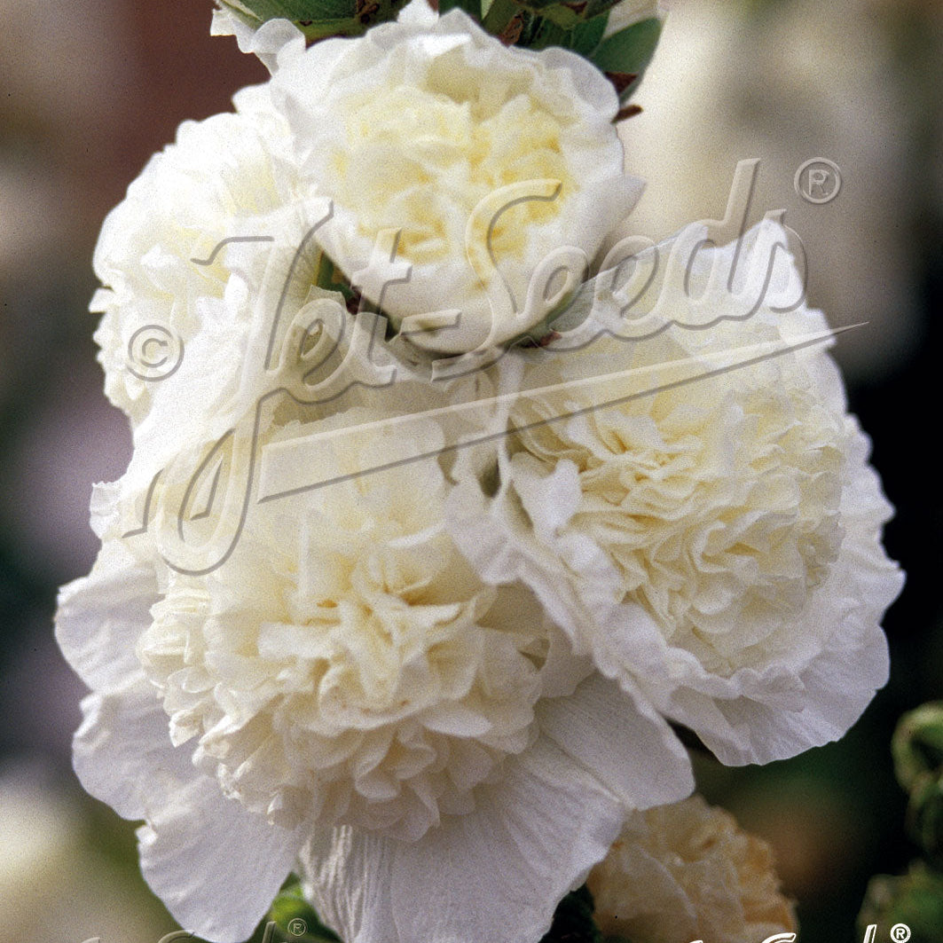 Alcea rosea plena Chater's White 1Q