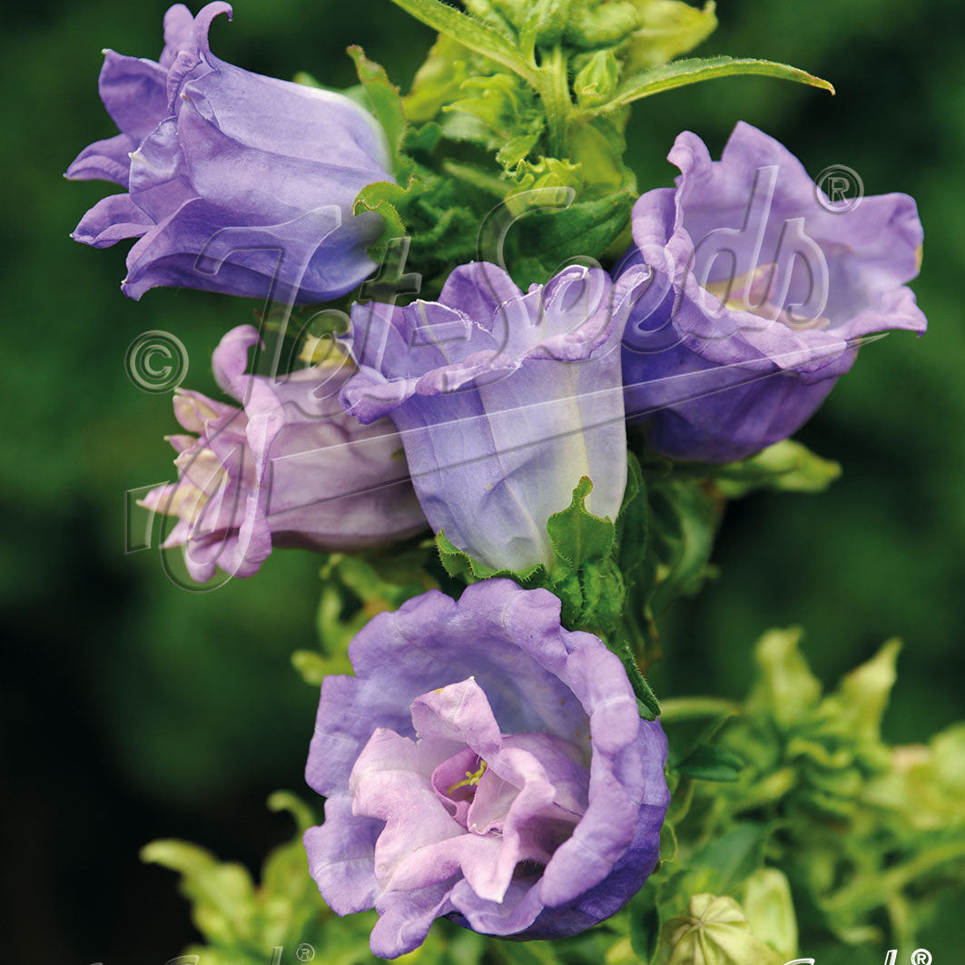 Campanula medium Double Blue 1Q
