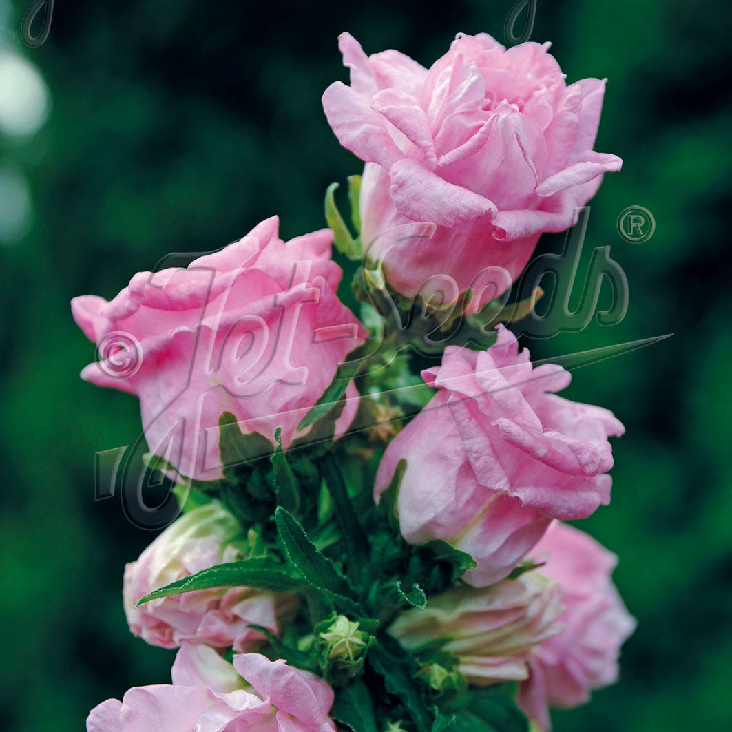 Campanula medium Double Pink 1Q