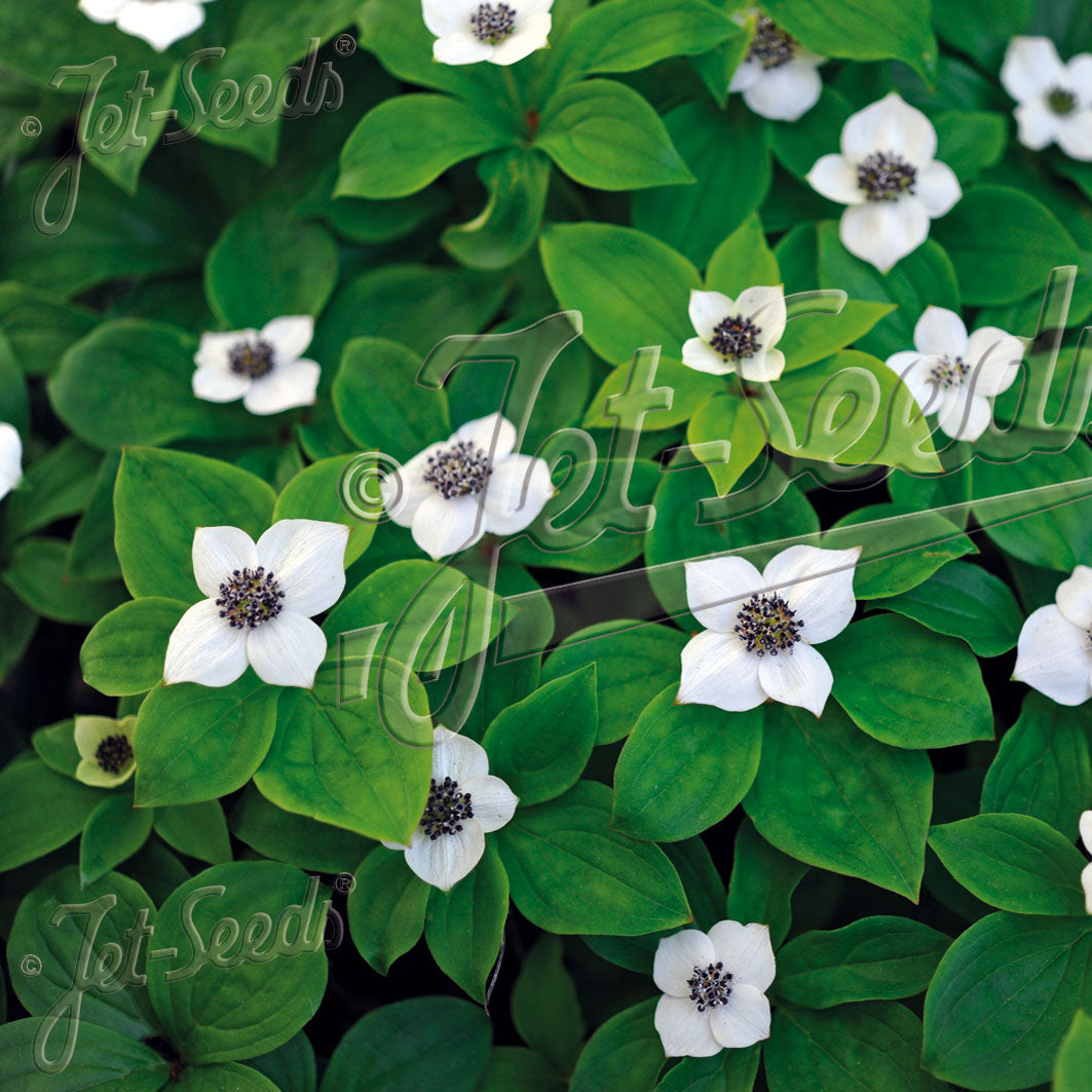 Cornus canadensis 1G
