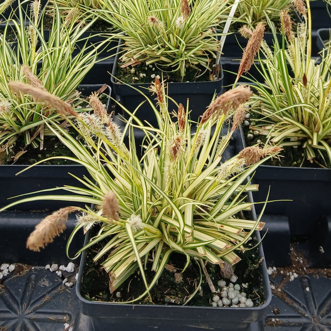 Carex oshimensis Evergold 1Q