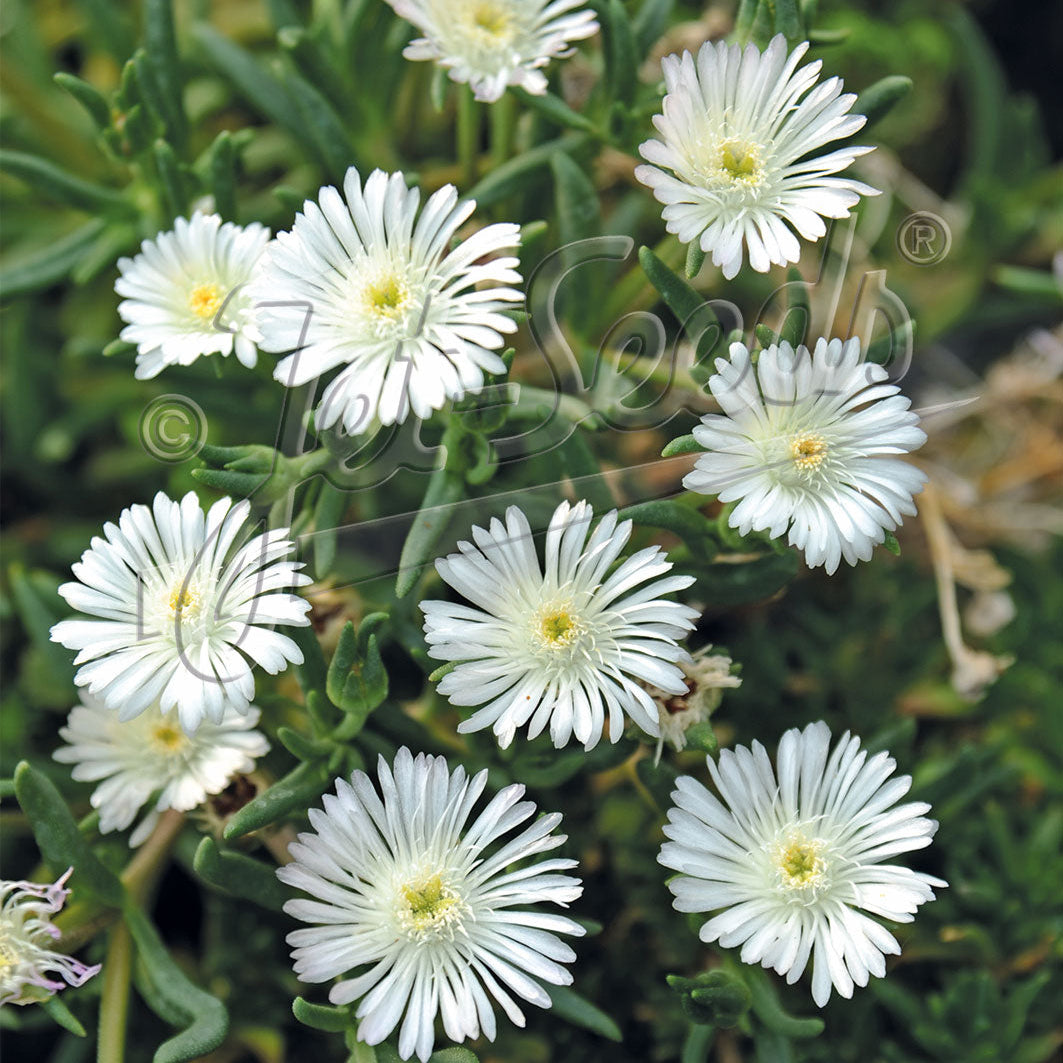 Delosperma floribundum Album 1Q