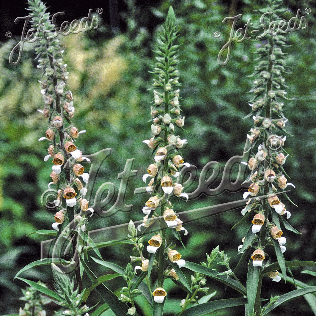 Digitalis trojana Helen of Troy 1Q