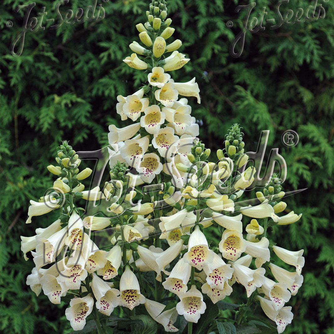 Digitalis purpurea Foxybee Cream 1Q