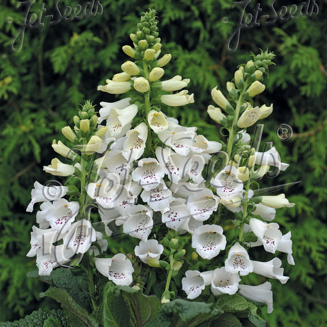 Digitalis purpurea Foxybee White 1Q