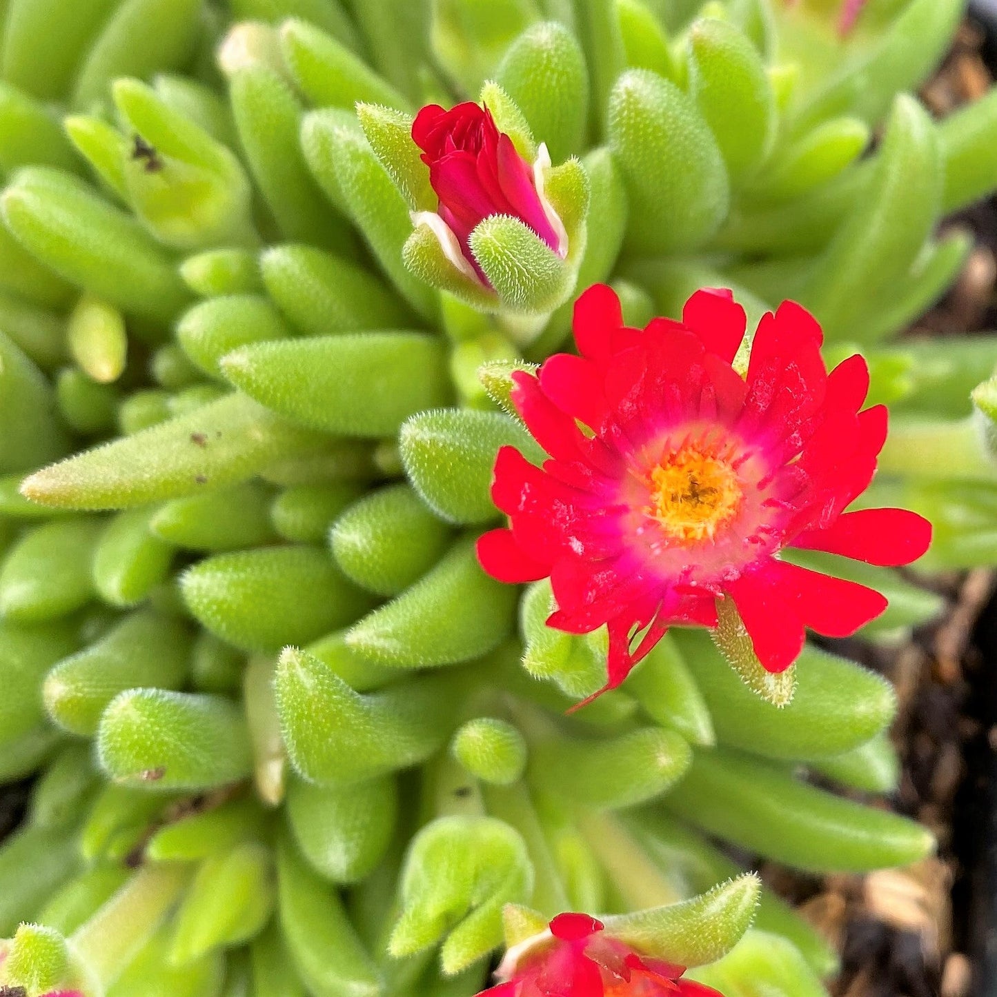 Delosperma Jewel of Desert Grenade 1Q