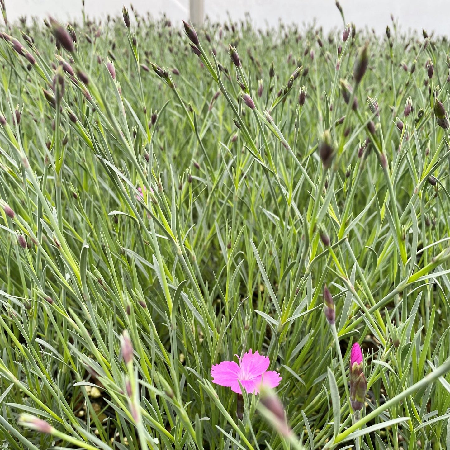 Dianthus gratianopolitanus Firewitch 1Q