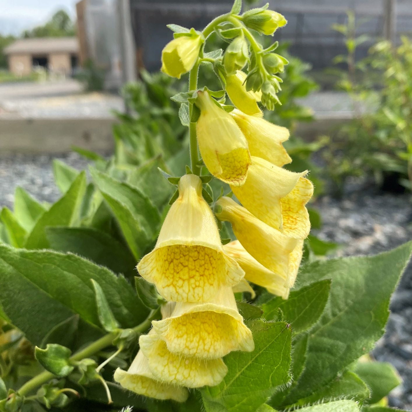 Digitalis grandiflora 1Q