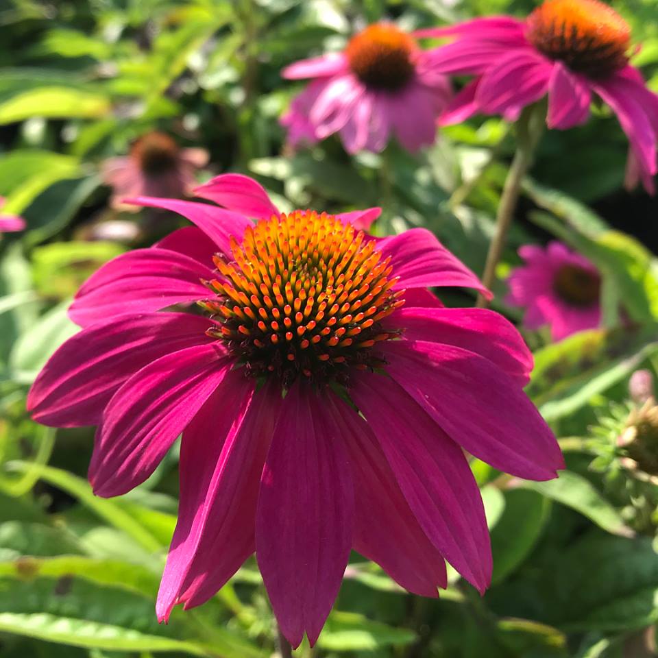 Echinacea purpurea PowWow Wild Berry 1Q