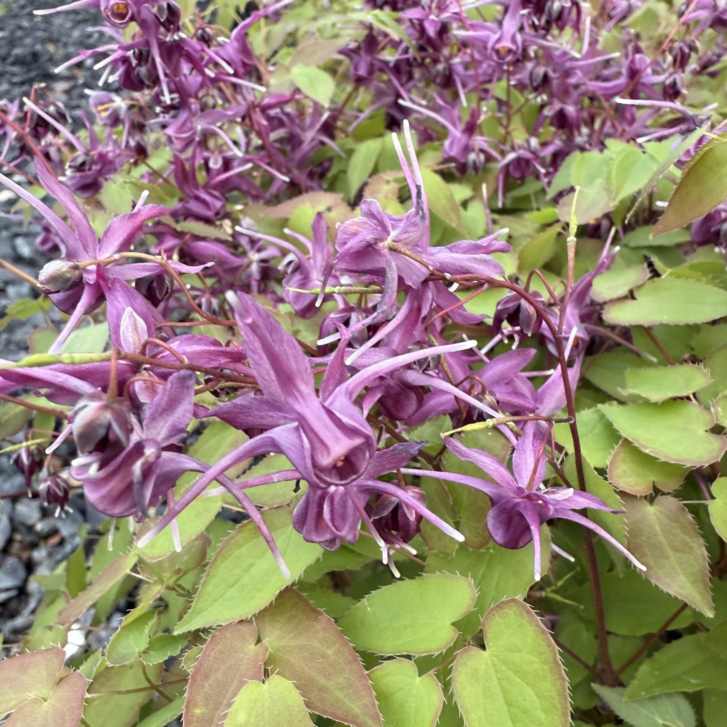 Epimedium grandiflorum 'Purple Prince' (Fairy Wings) 2.5"