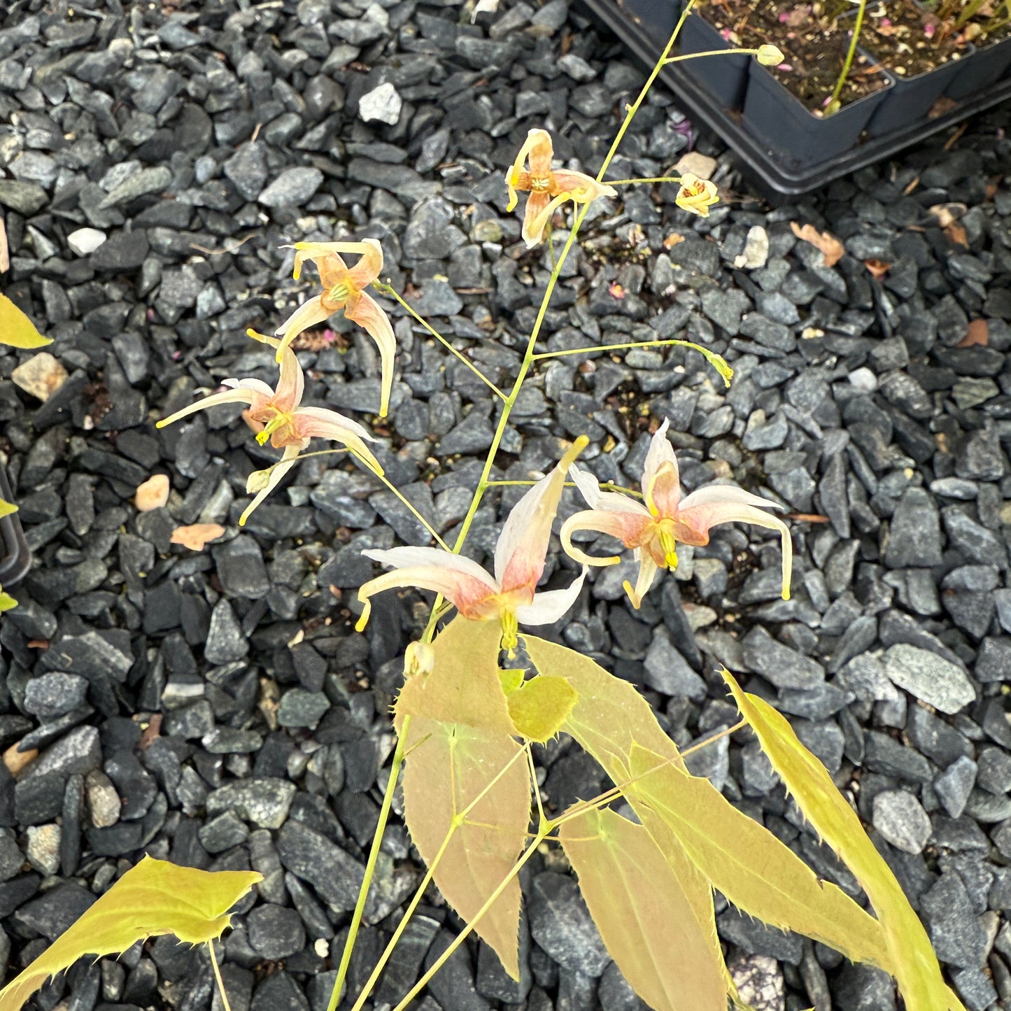 Epimedium x ‘Space Invaders’ (Fairy Wings) 2.5"