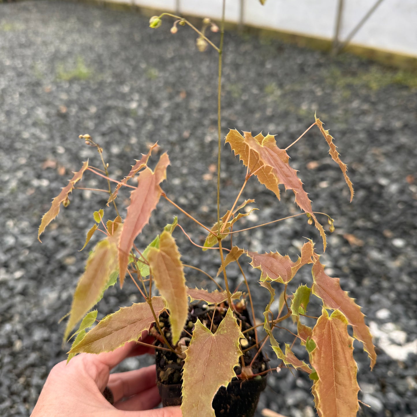 Epimedium sp. nova ‘Spine Tingler’ (Fairy Wings) 2.5"