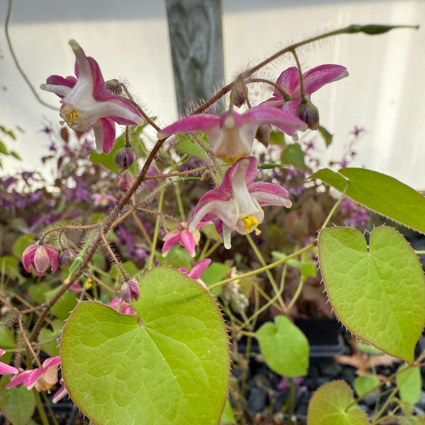 Epimedium x rubrum 'Sweetheart' (Fairy Wings) 2.5"