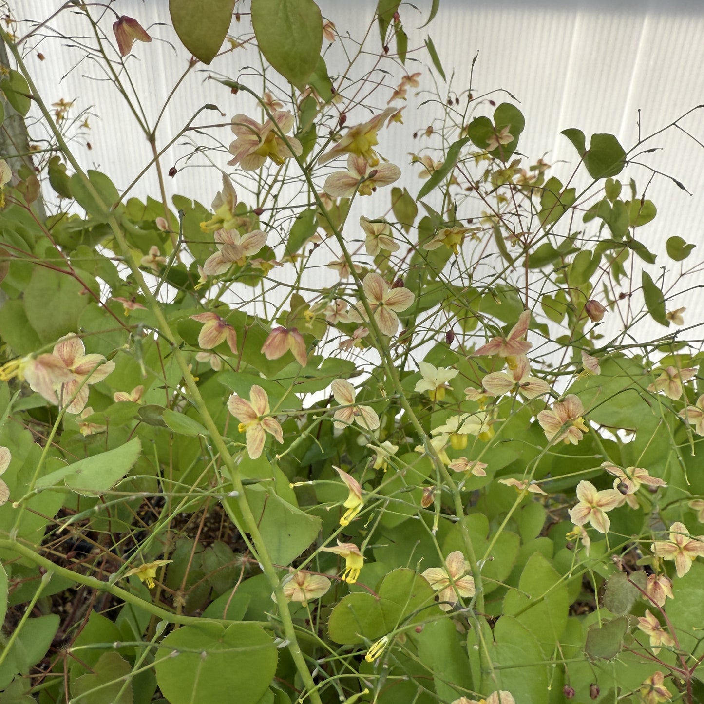 Epimedium x ‘Black Sea’ (Fairy Wings) 2.5"