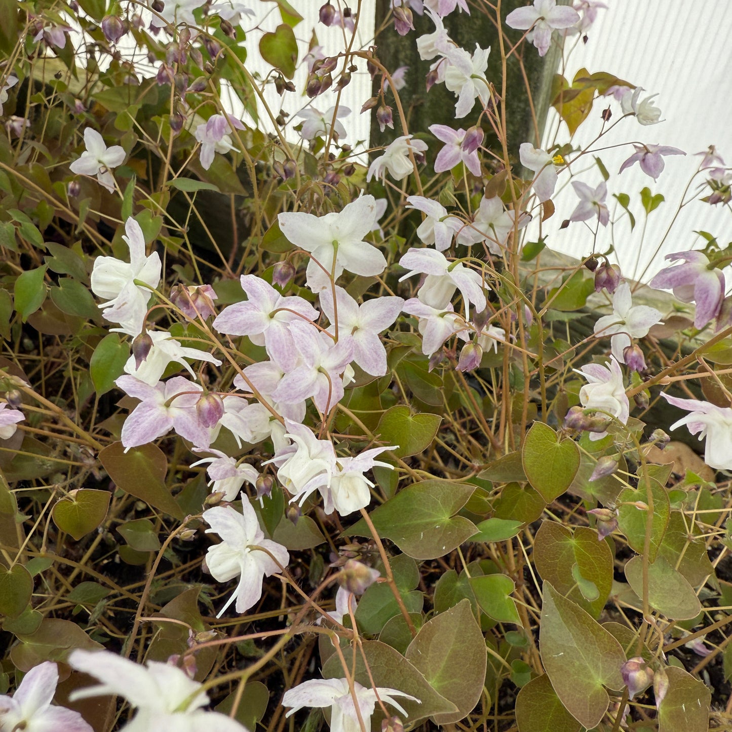Epimedium sempervirens 'Passion Hearts' (Fairy Wings) 2.5"