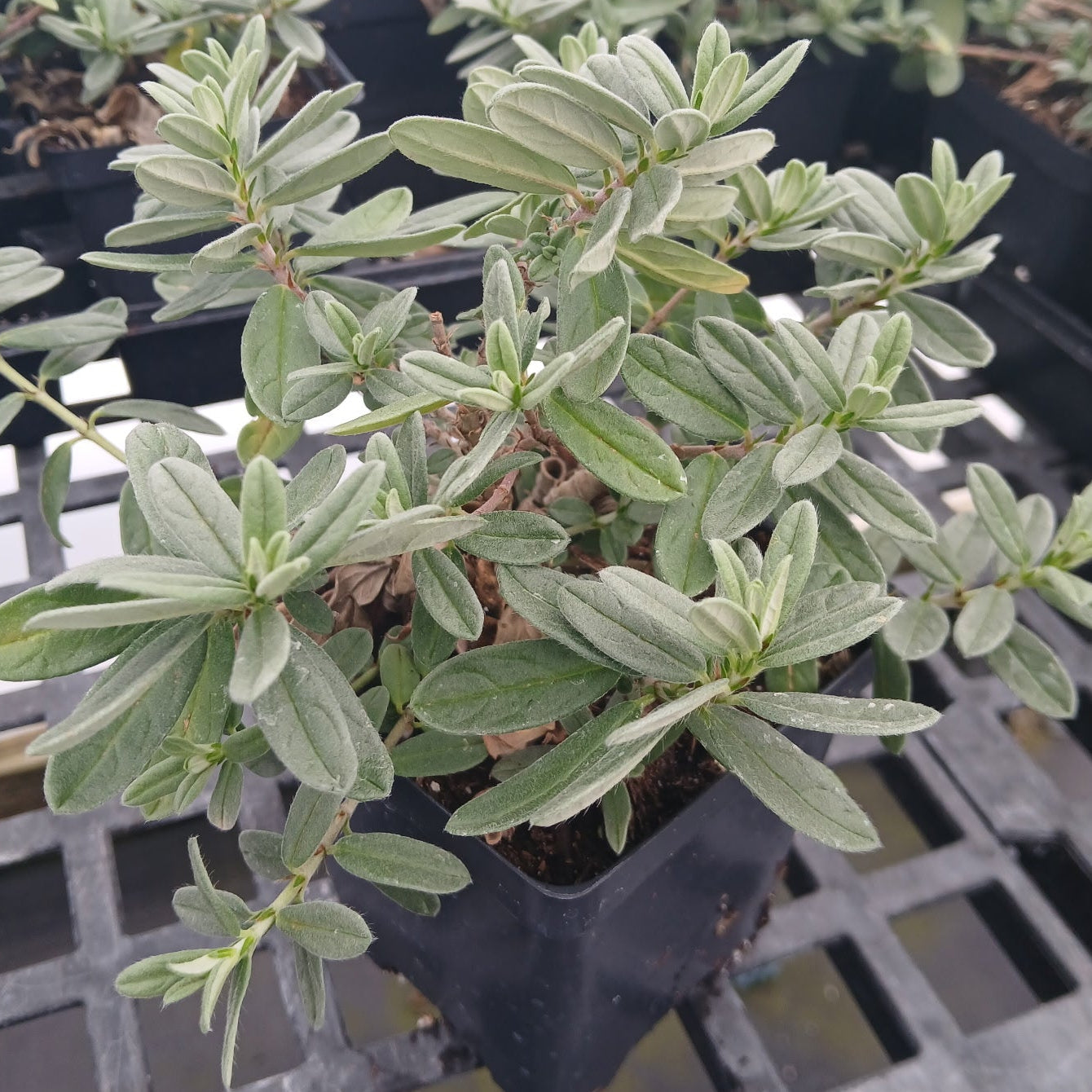 Helianthemum nummularium Fire Dragon 3.25"