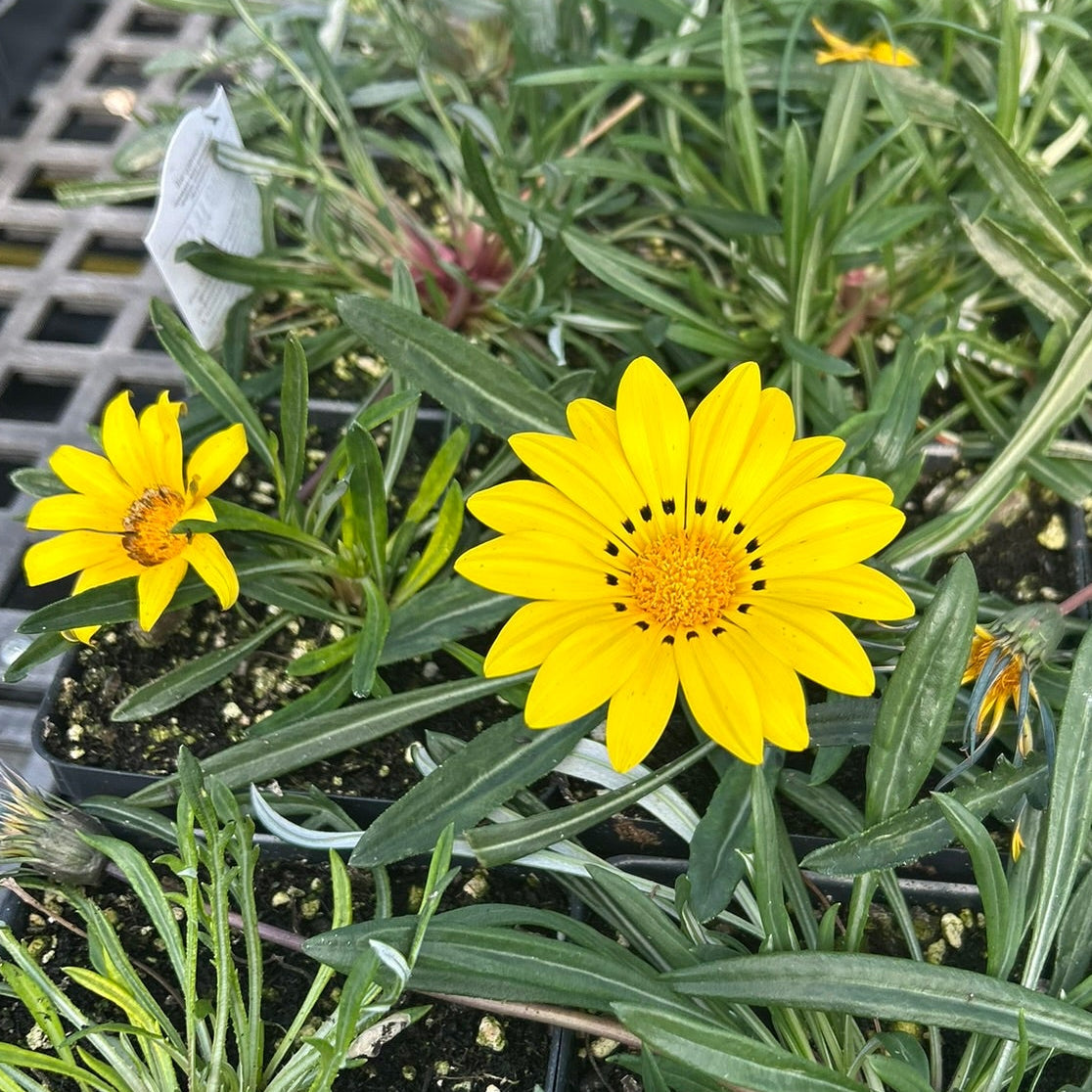 Gazania linearis Colorado Gold 1Q