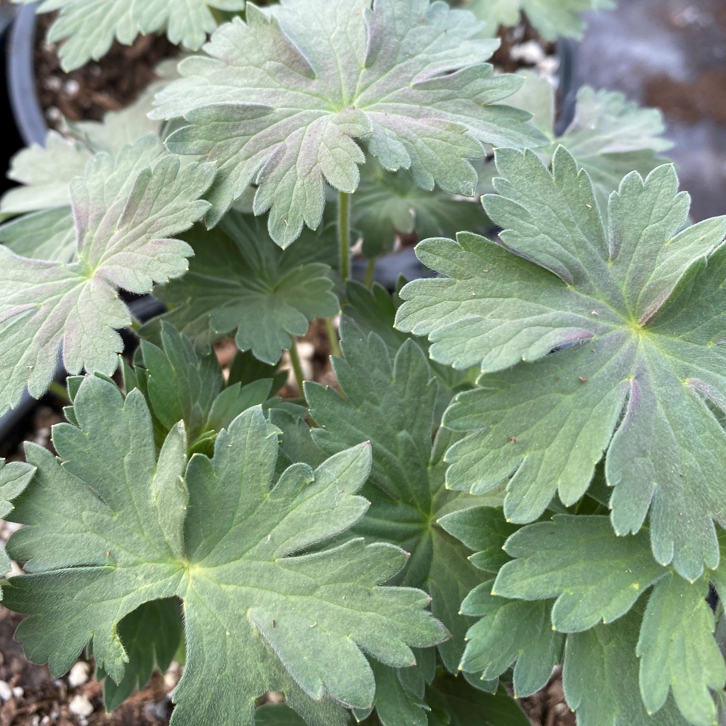 Geranium wlassovianum 1G