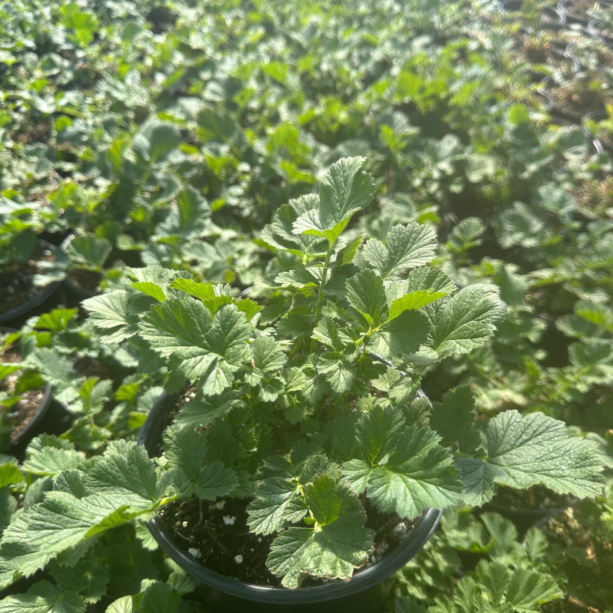 Geum x Mrs. J Bradshaw 1G