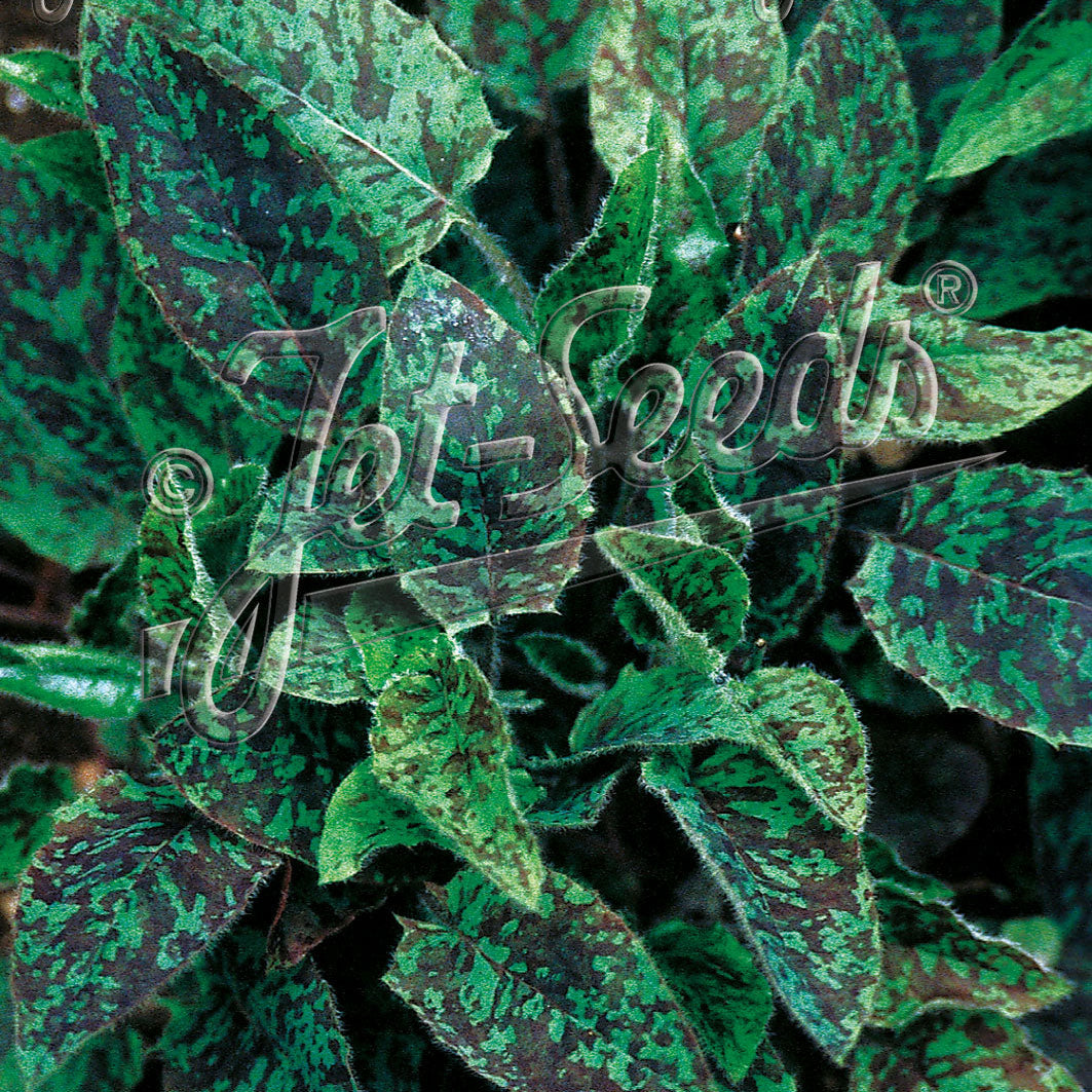 Hieracium maculatum Chocolate Dip 1Q