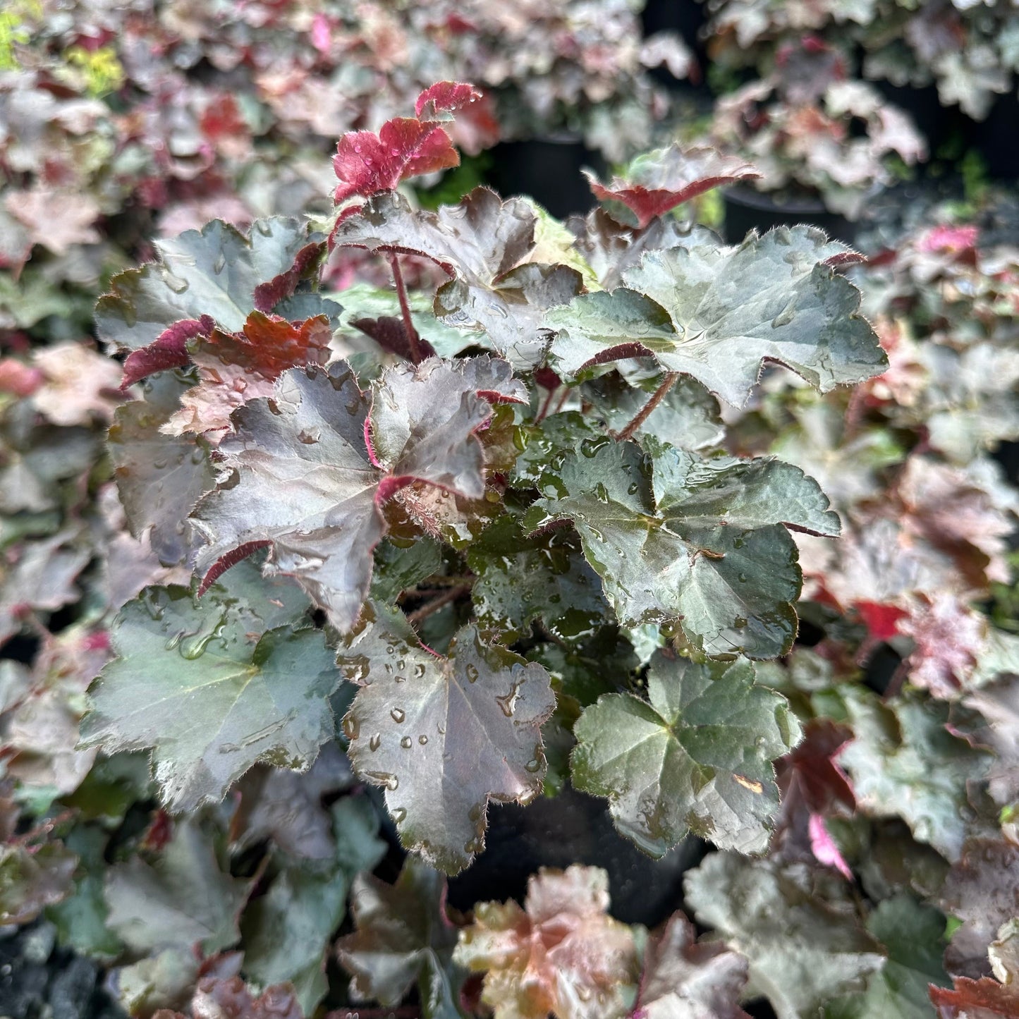 Heuchera micrantha Palace Purple 1Q