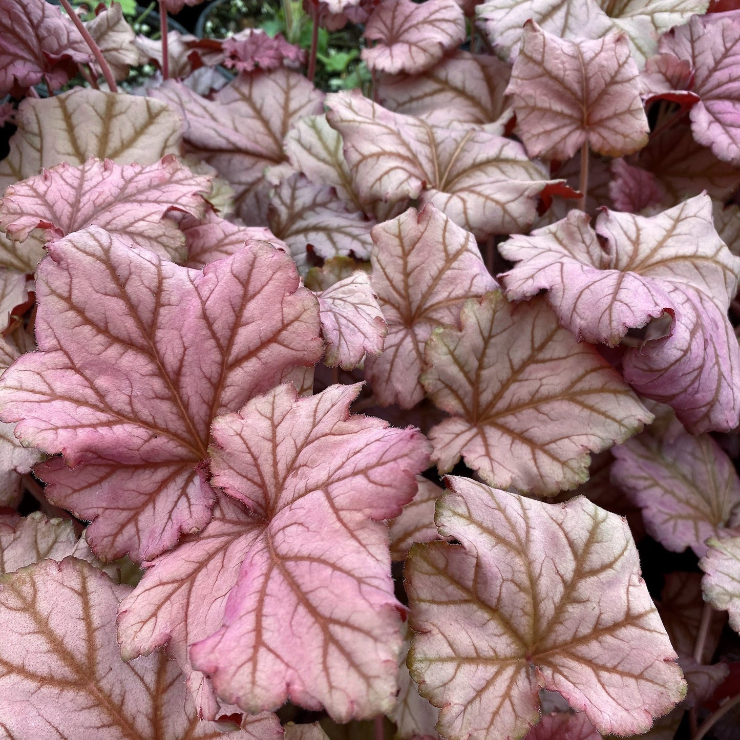 Heuchera x Berry Smoothie 1Q