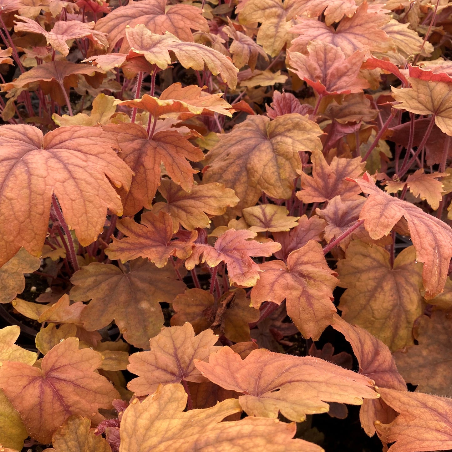 Heucherella x Sweet Tea 1G