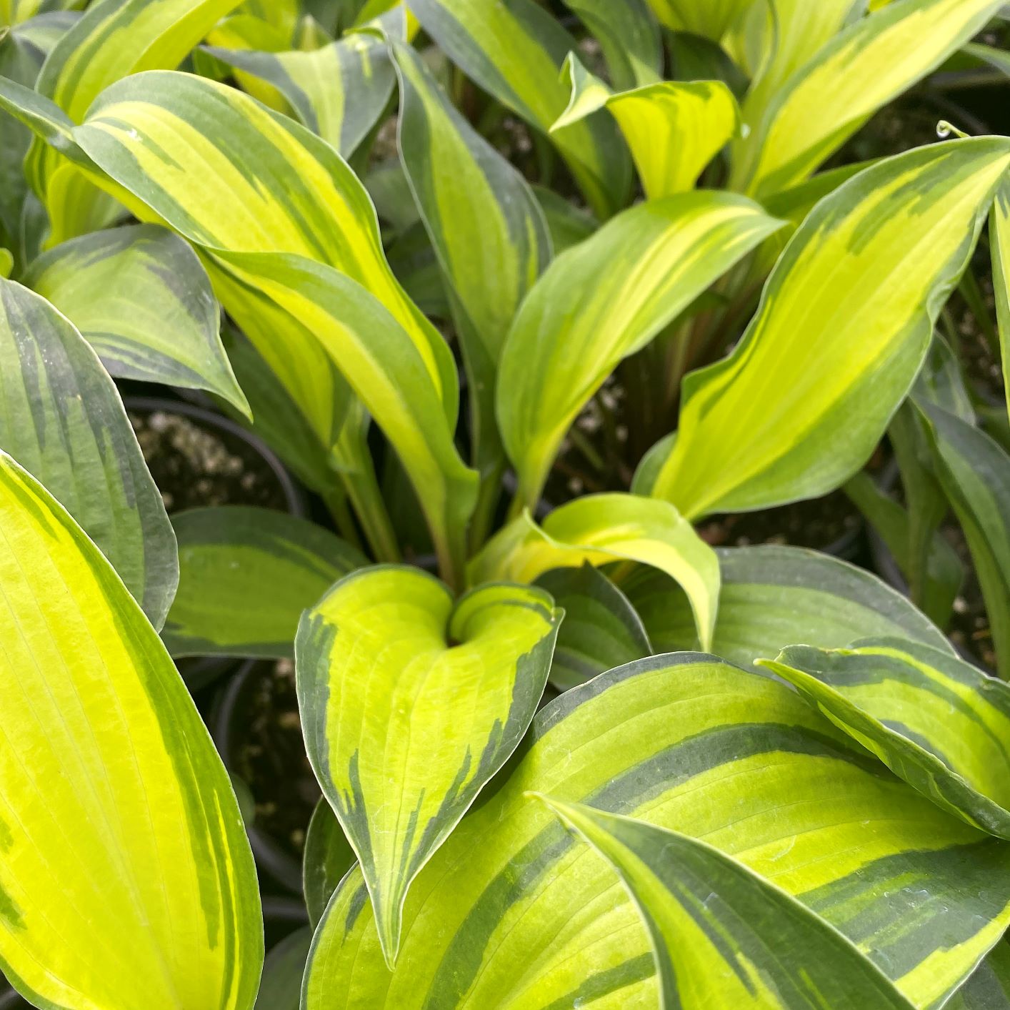 Hosta x Island Breeze 1Q