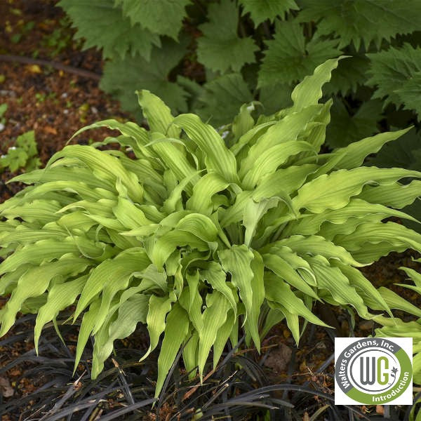 Hosta x Curly Fries 1Q
