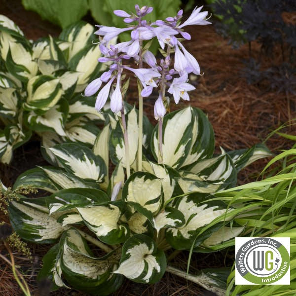 Hosta x Fire and Ice 1Q