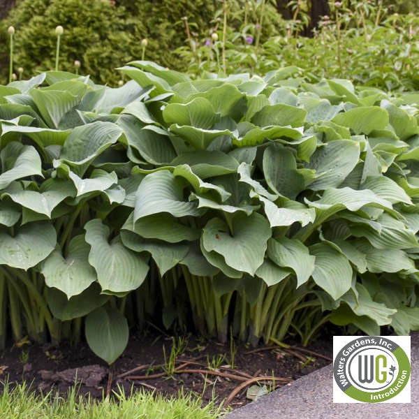 Hosta x Krossa Regal 1Q