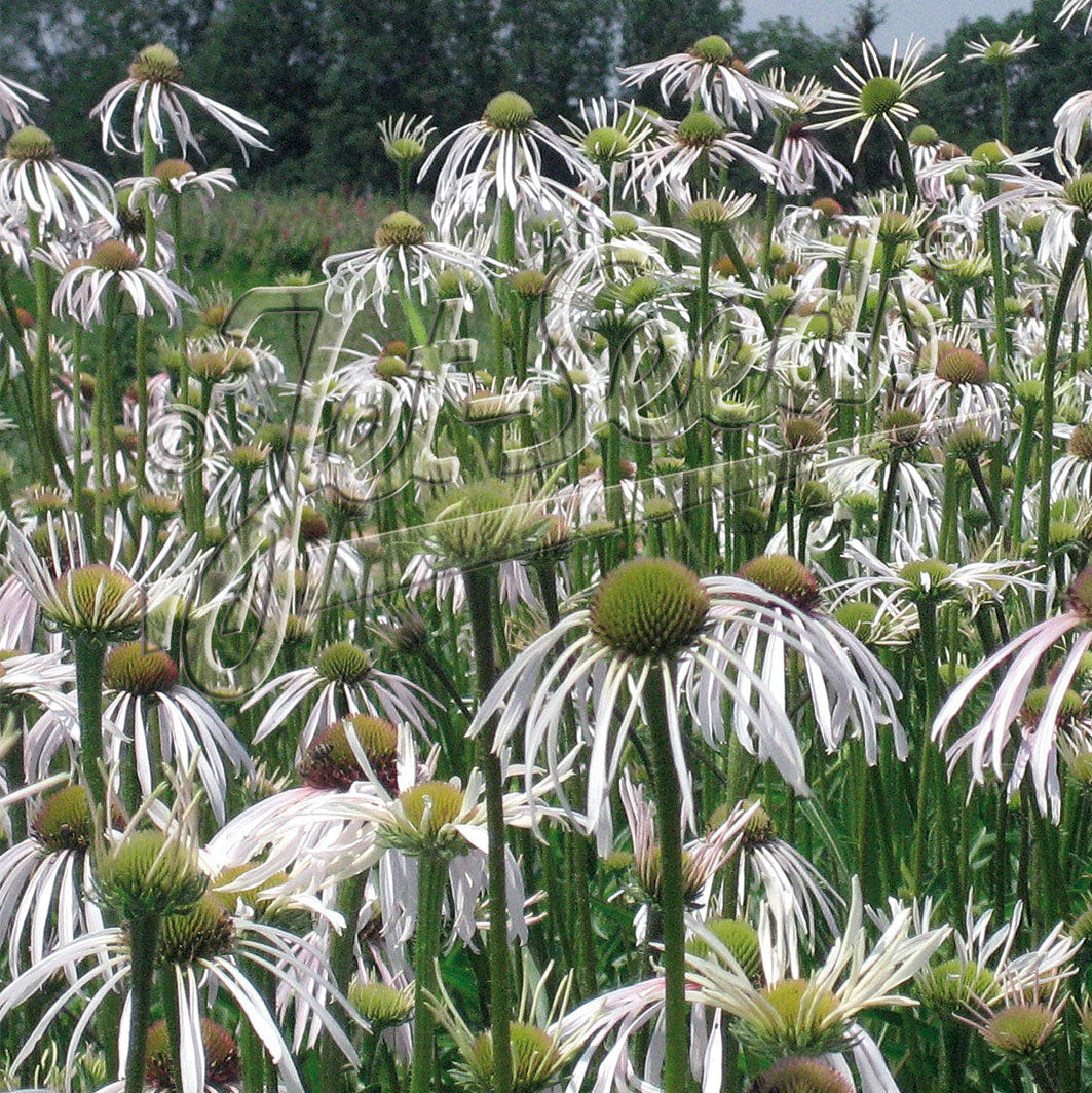 Echinacea pallida Hula Dancer 1Q