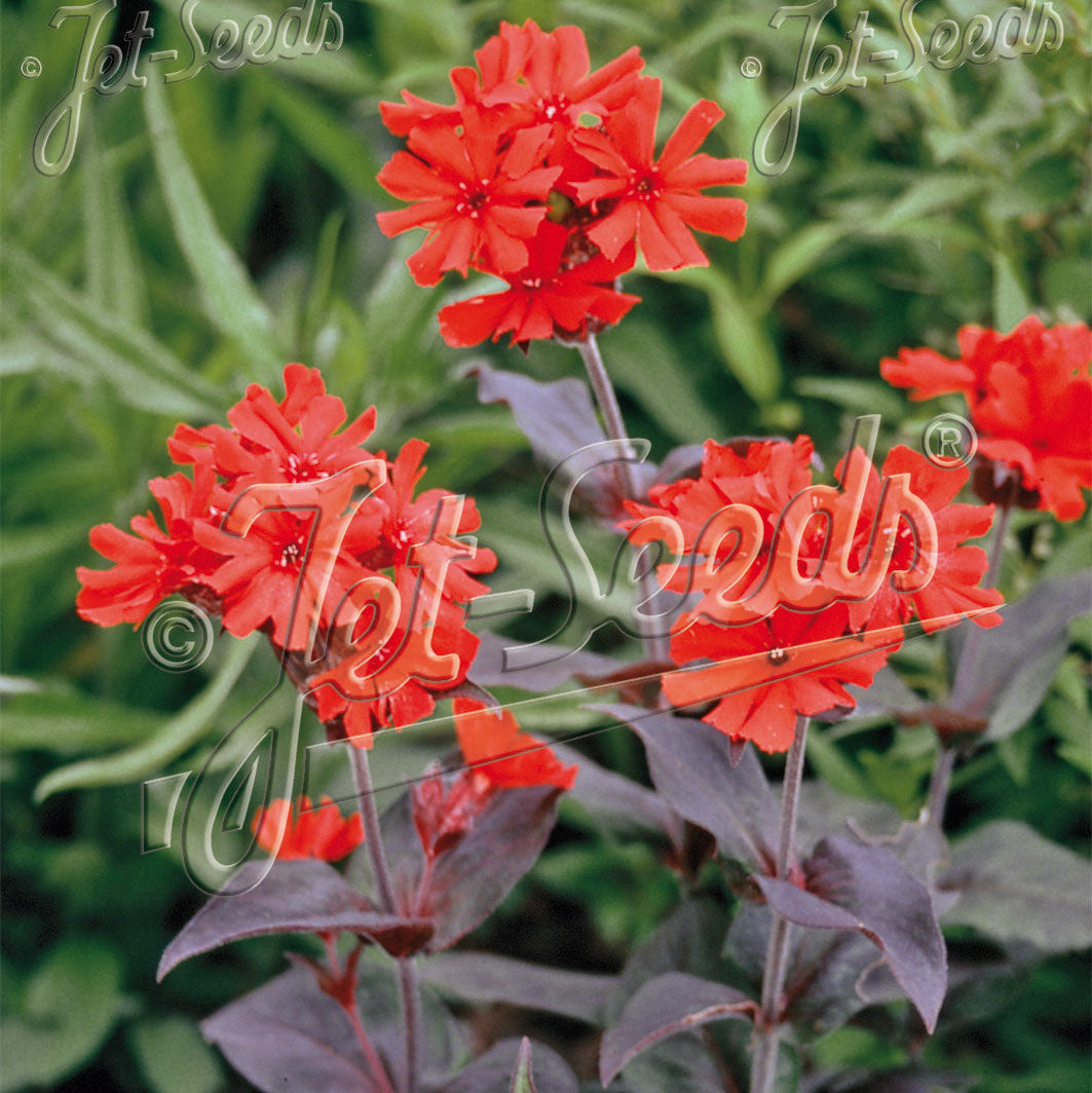 Lychnis x arkwrightii Vesuvius 1Q