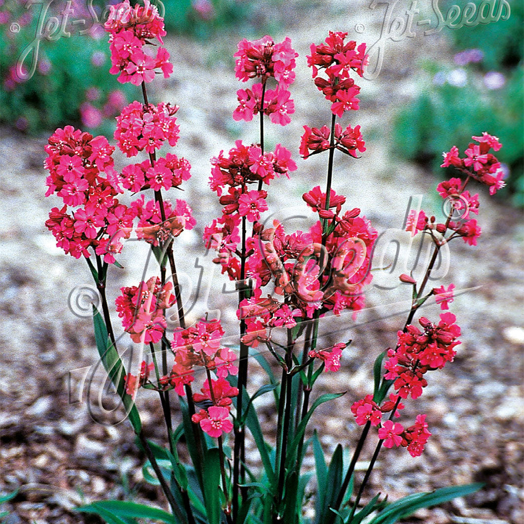 Lychnis viscaria Firebird 1Q