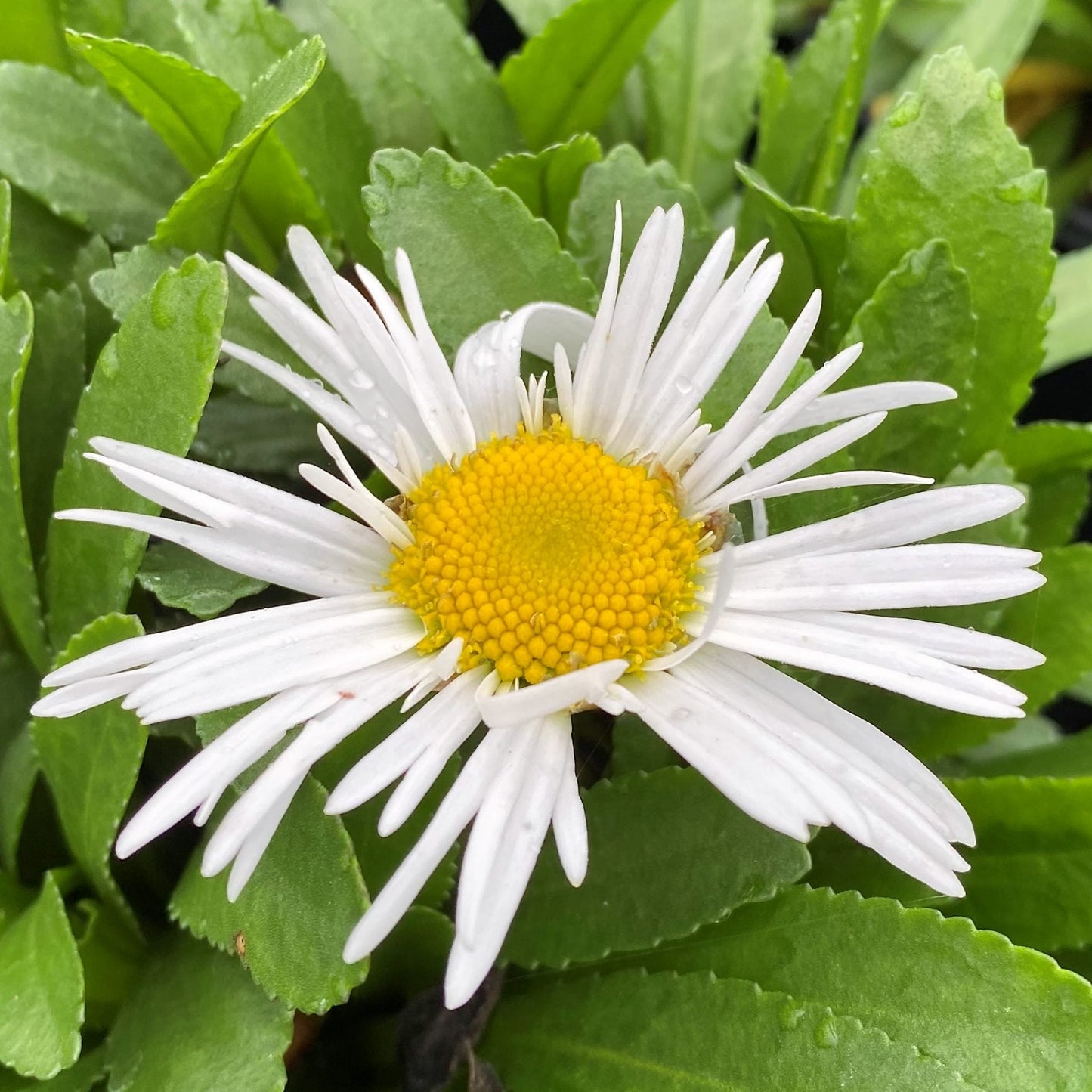 Leucanthemum x superbum Madonna 1G