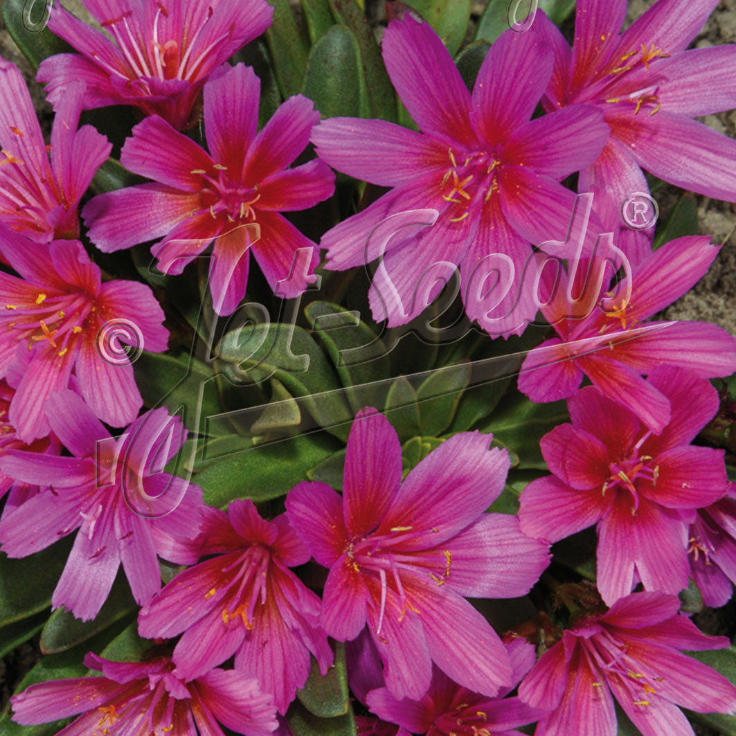 Lewisia Longipetala x Little Raspberry 1Q