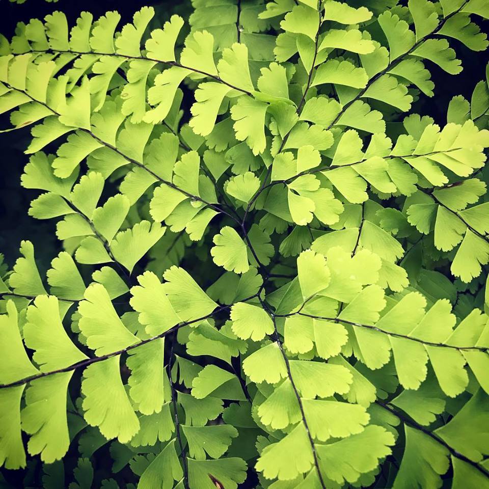 Maidenhair Fern 1G