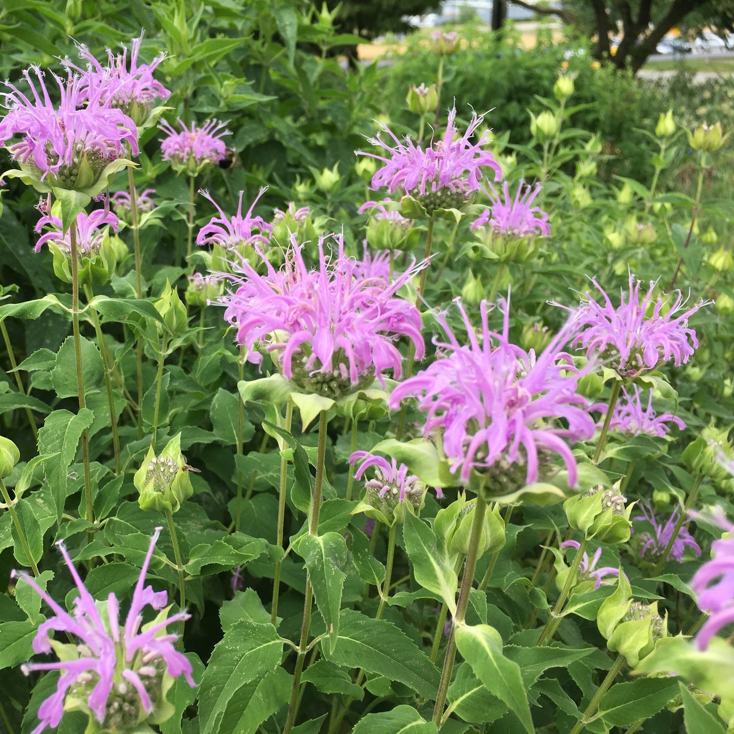 Monarda fistulosa 1Q