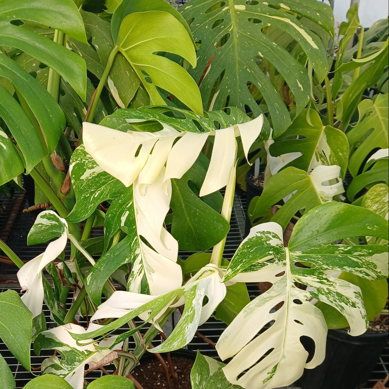 Monstera deliciosa alba borisigiana 2G