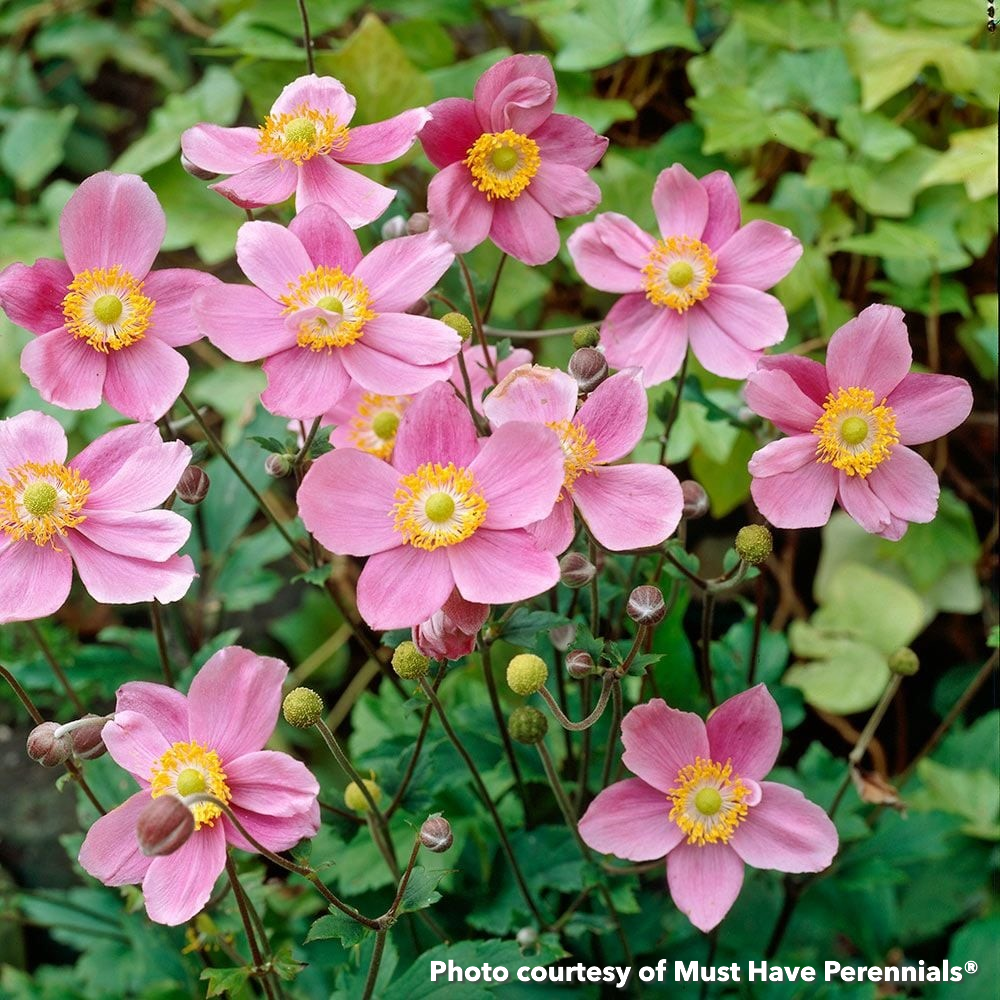 Anemone sp. September Charm 1G