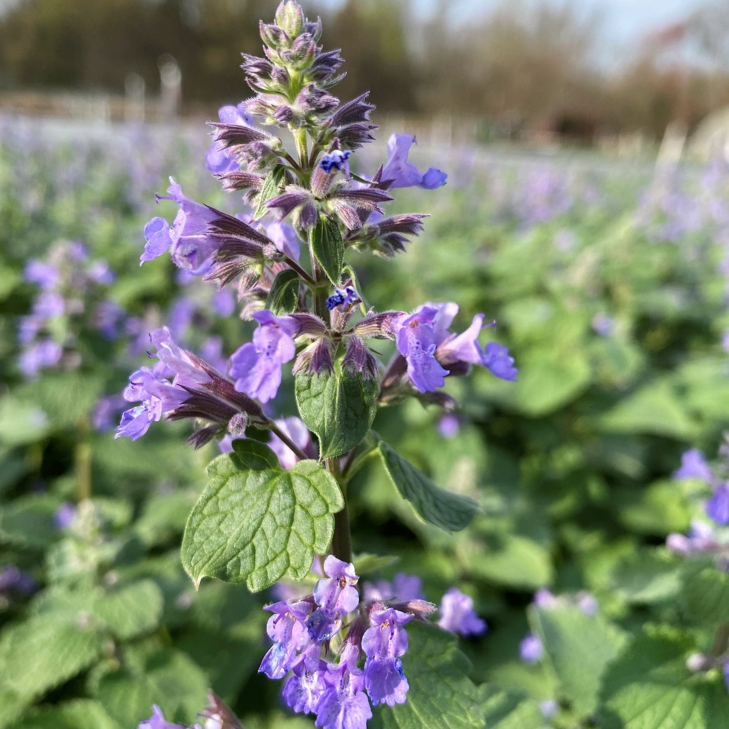 Nepeta racemosa Blue Wonder 1Q