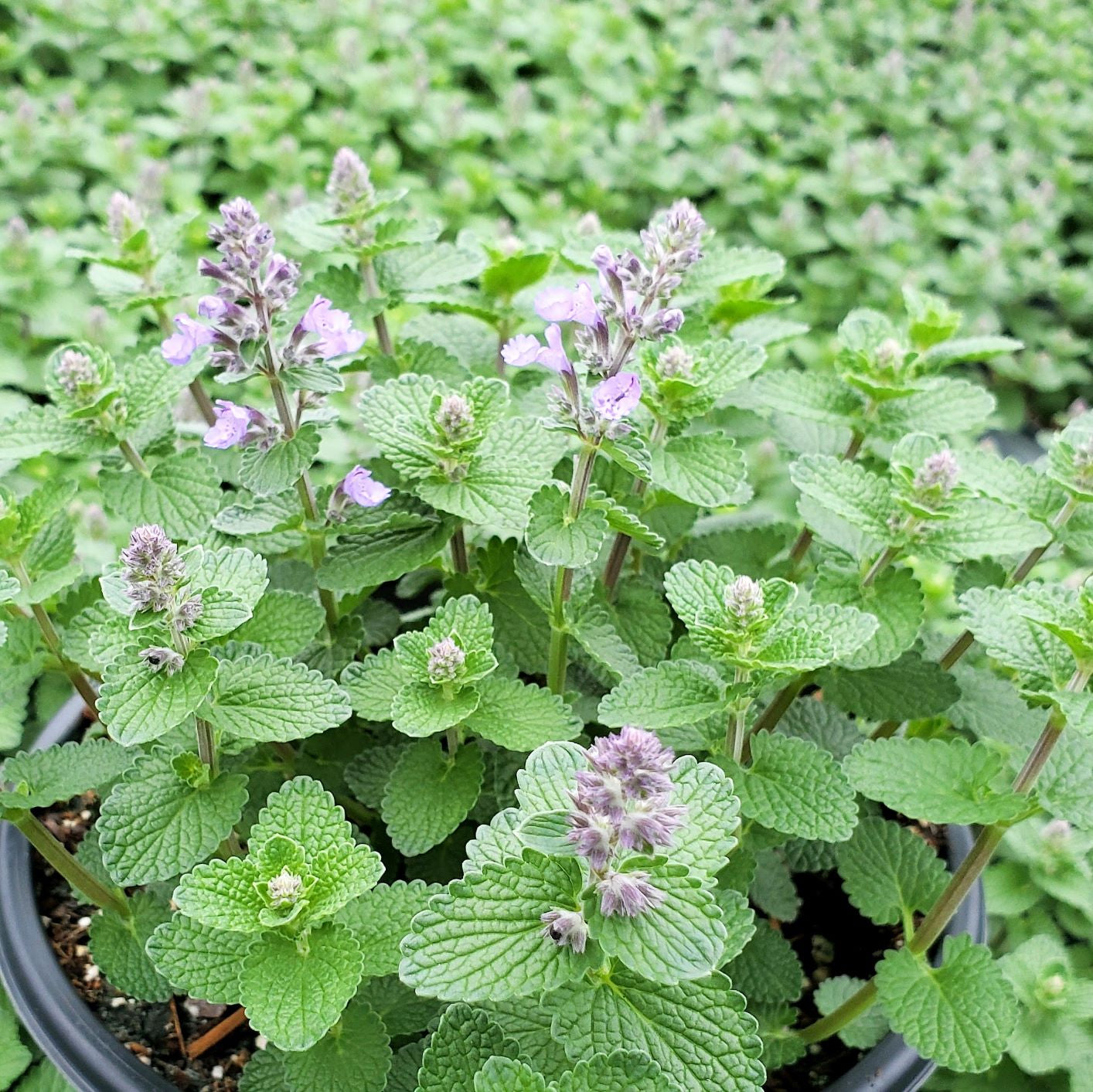 Nepeta x ‘Cat’s Pajamas’ (Catmint) 1G