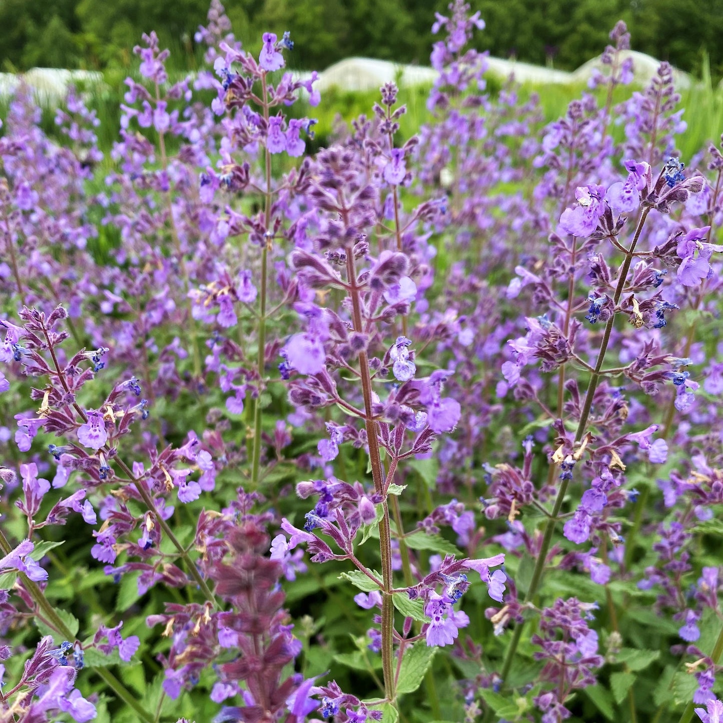 Nepeta x faassenii Junior Walker 1G