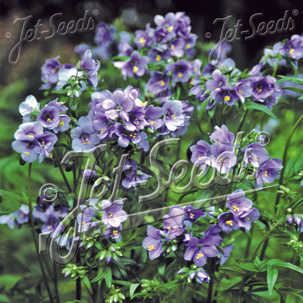 Polemonium yezoense Purple Rain 1Q