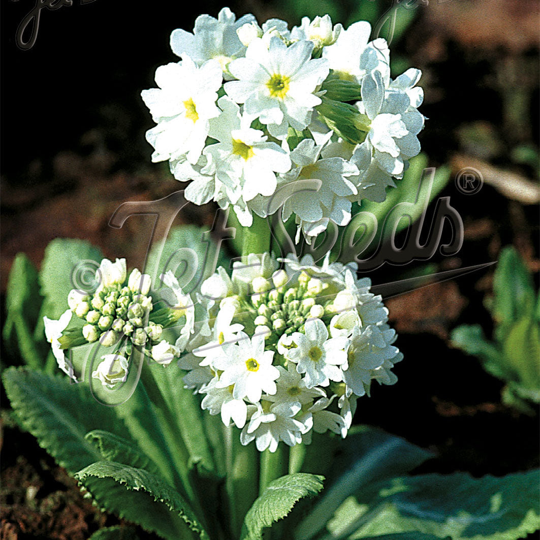 Primula denticulata Snowball 1Q