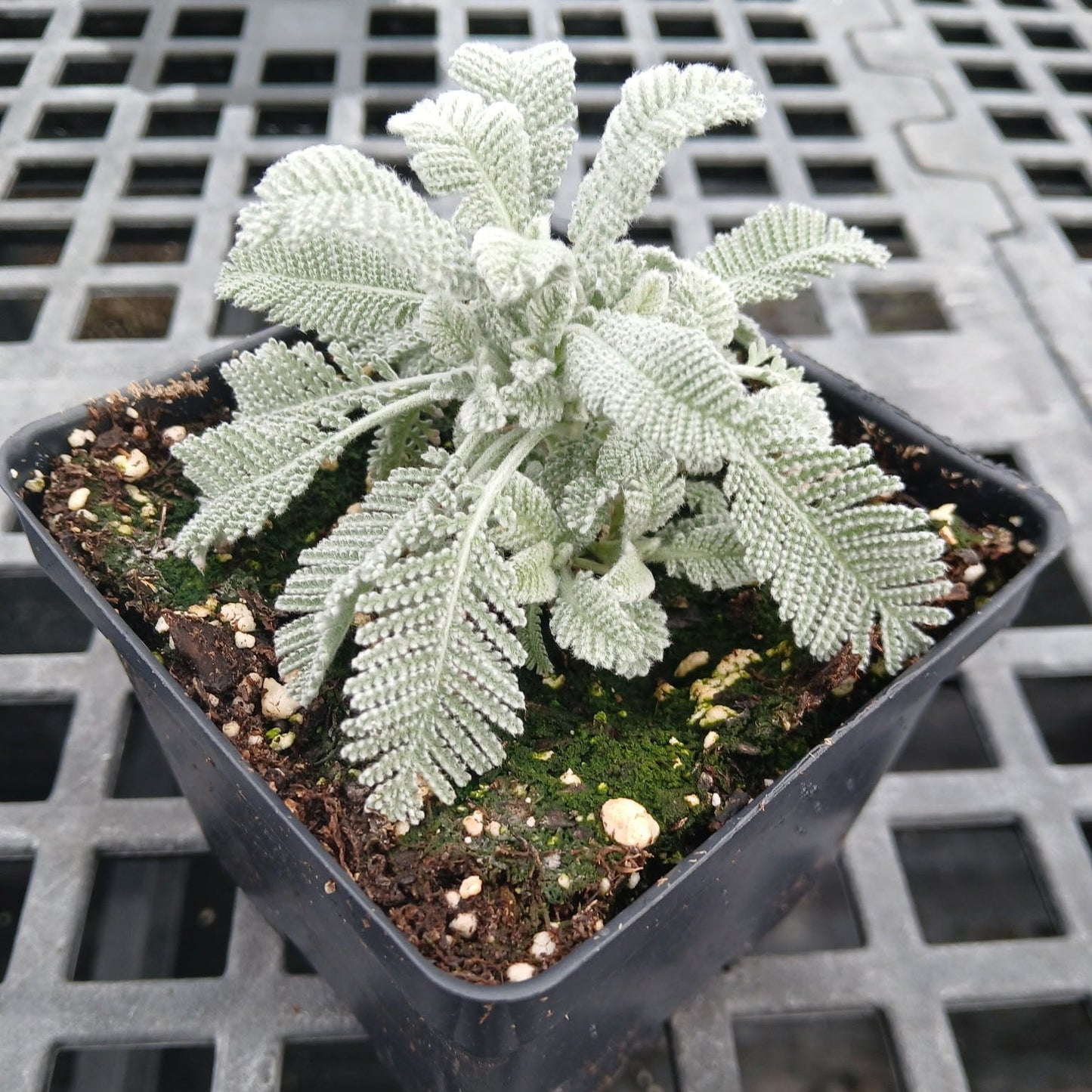 Tanecetum densum ssp. amani Partridge Feather 1Q