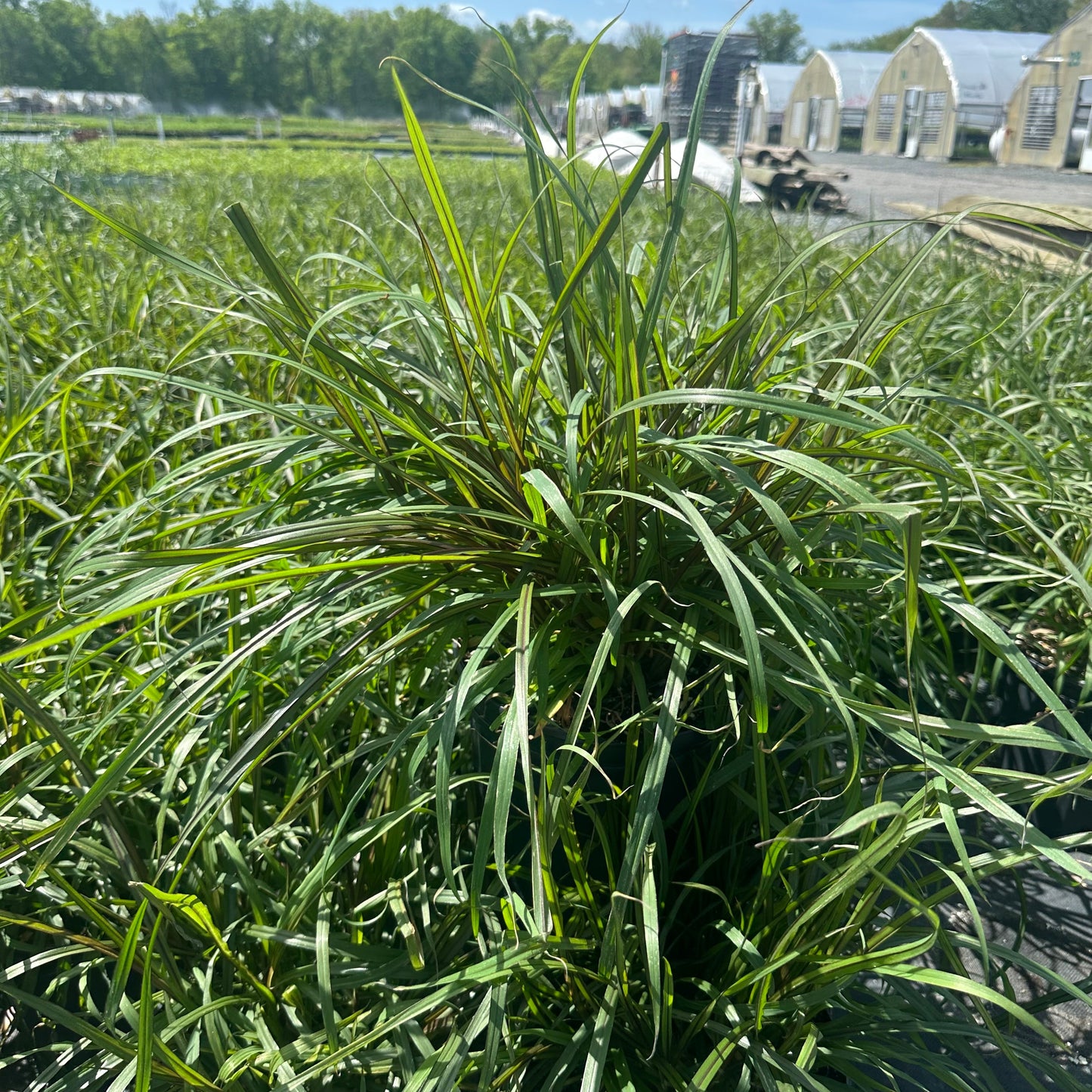 Pennisetum x Princess Caroline 1G