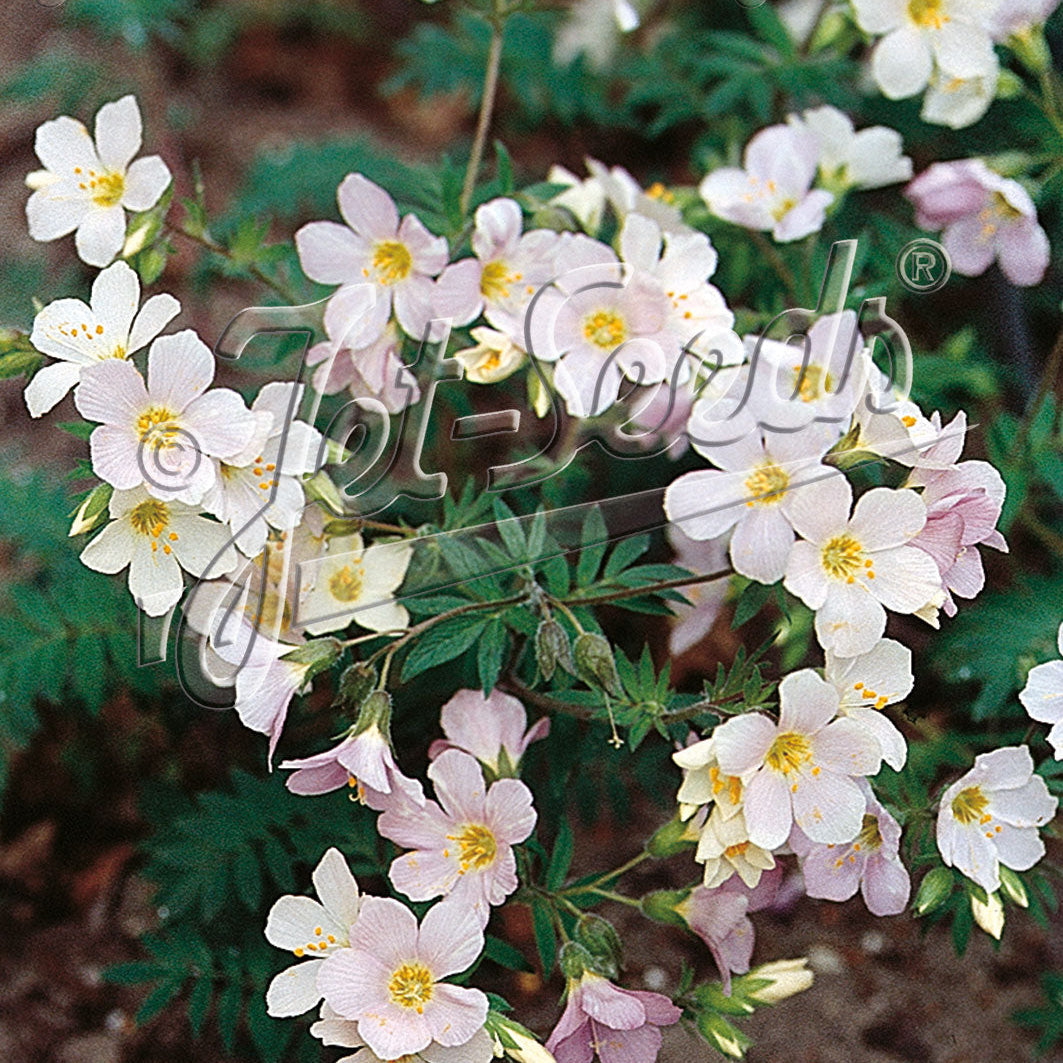 Polemonium carneum Apricot Delight 1Q