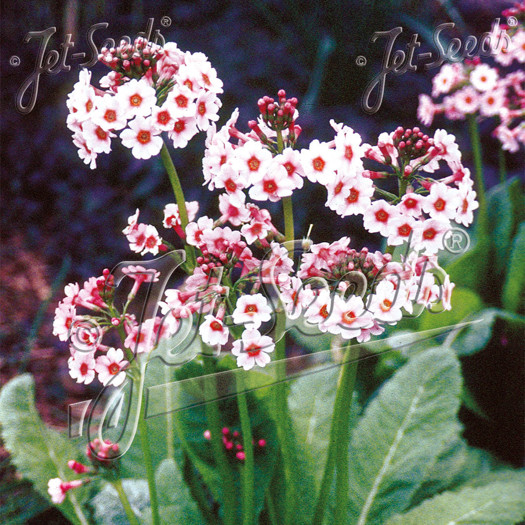 Primula japonica Appleblossom 1Q