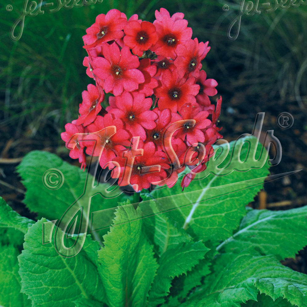 Primula japonica Miller's Crimson 1Q
